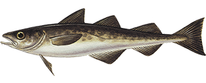 Alaska pollock