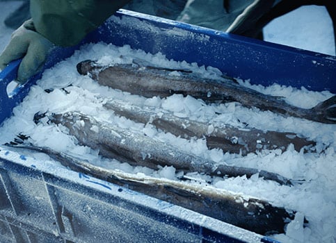 fiskar i låda med is