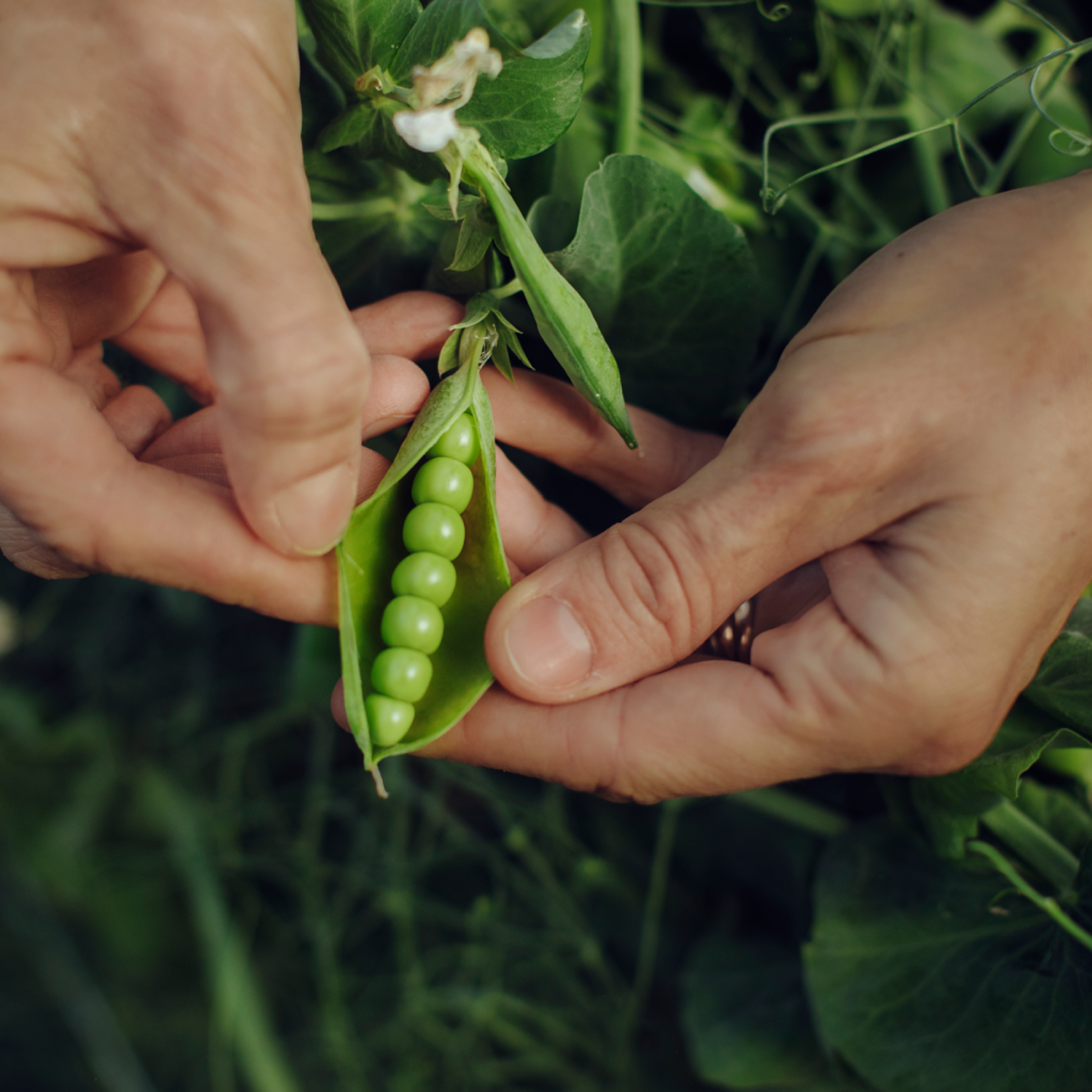 findus-peas-banner.png