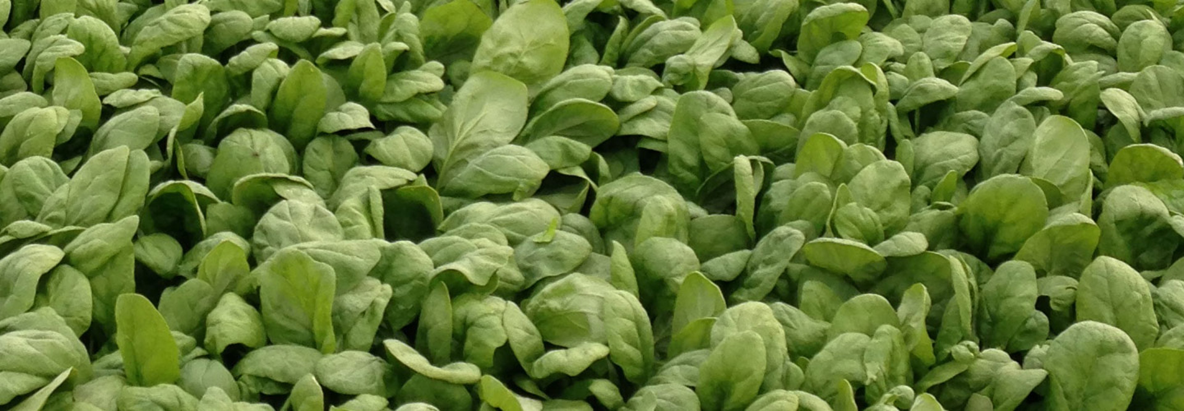 Hero_1440x500_Spinich.jpg